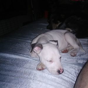 Meet your Posher, Tiger